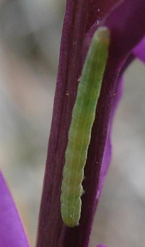 Cosmia trapezina