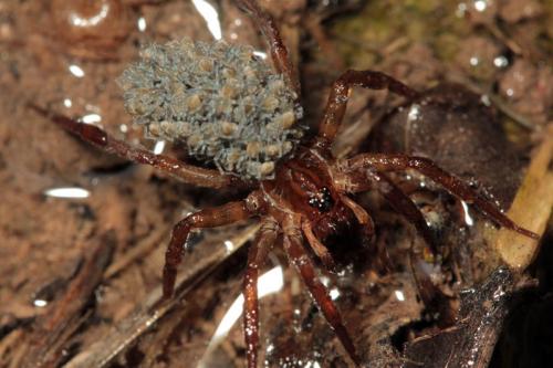 Pirata sp.