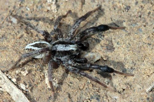 Alopecosa cuneata