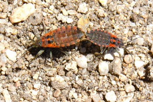 Apterola kuenckeli kuenckeli