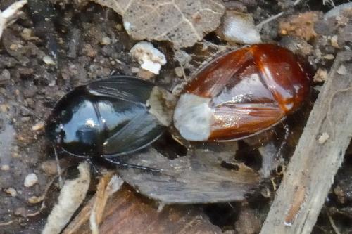 Réf. 133 330 : Macroscytus brunneus