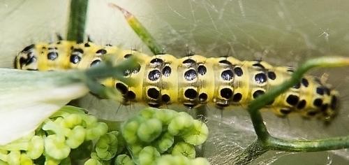 Sitochroa palealis