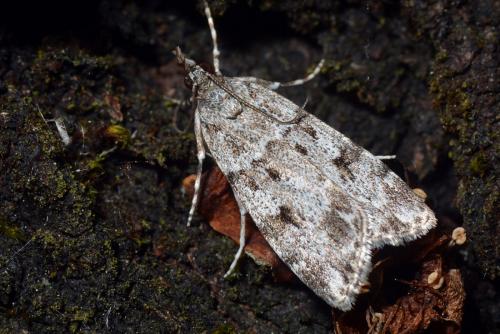 Réf. 133 335 : Scoparia sp.