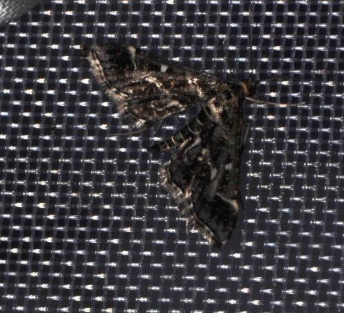 Diasemiopsis ramburialis