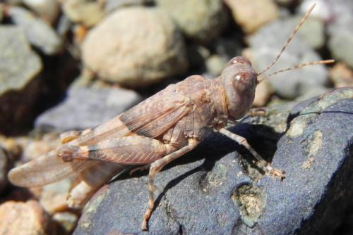 Sphingonotus sp.