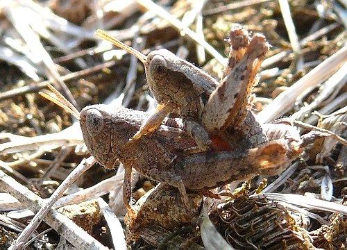 Pezotettix giornae