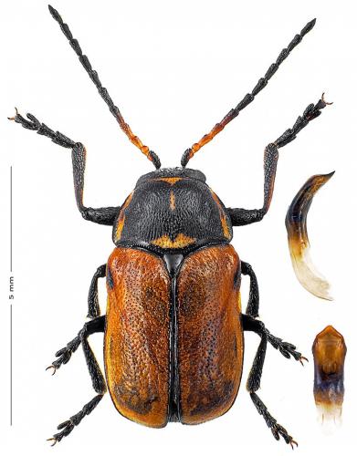 Cryptocephalus variegatus