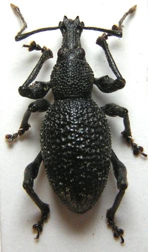 Otiorhynchus armatus
