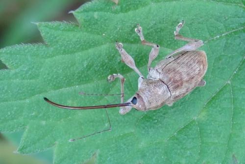 Réf. 133 761 : Curculio elephas