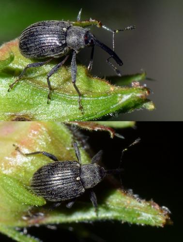 Réf. 133 435 : Anthonomus rubi
