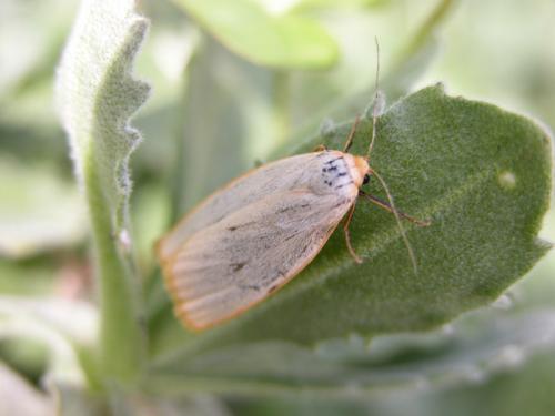 Cybosia mesomella