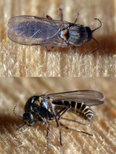 Dasyhelea sp.