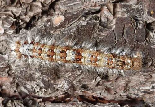 Réf. 133 607 : Dendrolimus pini
