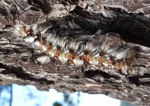 Dendrolimus pini