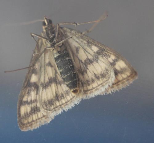 Réf. 133 662 : Sitochroa verticalis