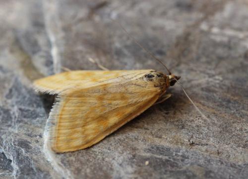 Réf. 133 672 : Sitochroa verticalis