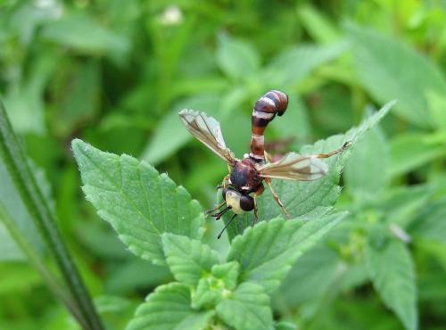 Réf. 133 465 : Physocephala vittata