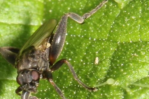 Sphaerocera curvipes