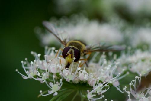 Syrphus vitripennis