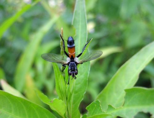 Réf. 133 460 : Cylindromyia sp.