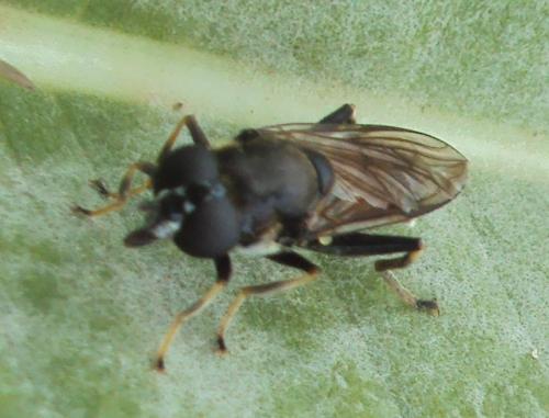 Réf. 133 555 : Xylota sp.