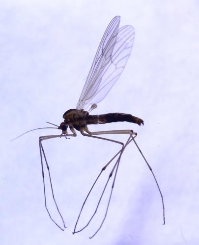 Dixella autumnalis