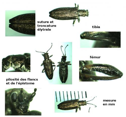 Donacia simplex