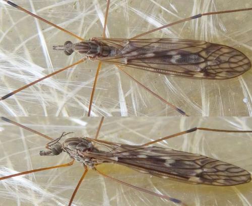 Réf. 133 431 : Tipula sp.