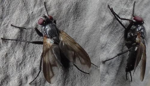 Réf. 133 101 : Paykullia maculata