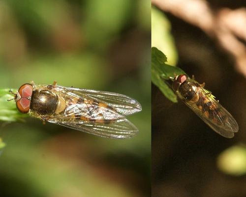 Meliscaeva auricollis