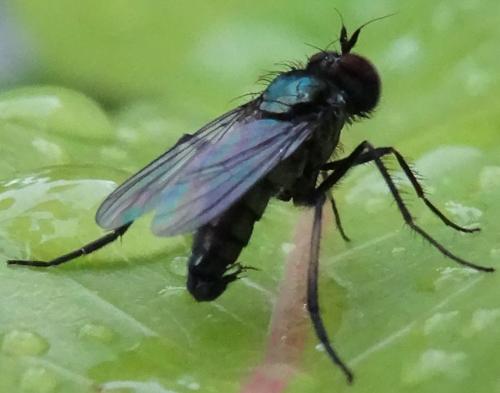 Dolichopus sp.