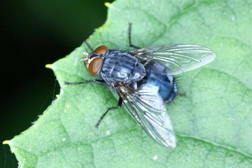 Calliphora vicina