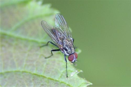 Hylemya sp.