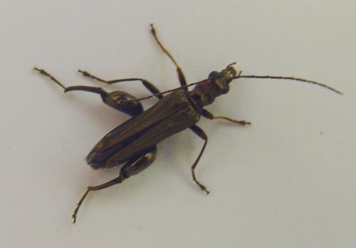 Oedemera flavipes