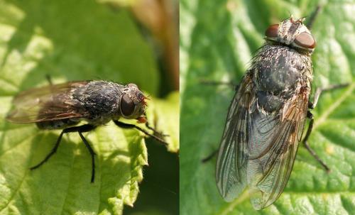 Pollenia sp.