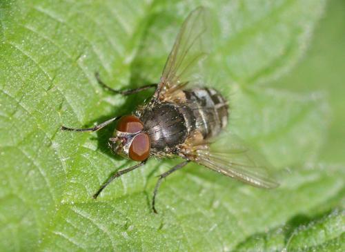 Pollenia sp.