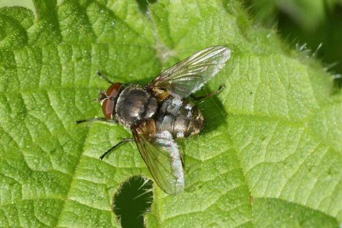 Pollenia sp.