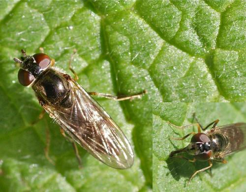 Réf. 133 968 : Platycheirus albimanus