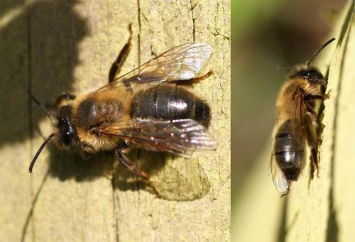 Andrena sp.
