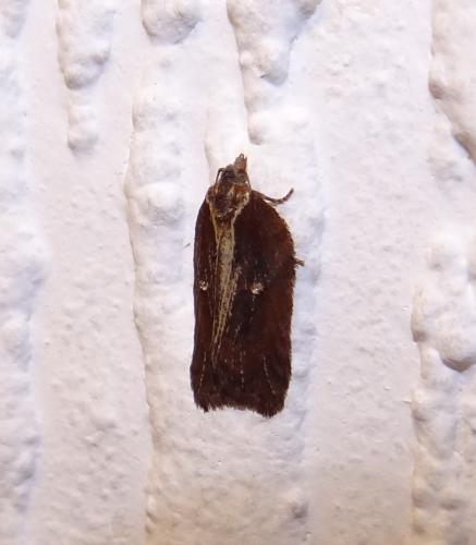 Réf. 133 265 : Acleris cristana