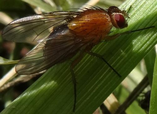Phaonia pallida