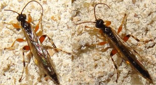 Schizopyga sp.