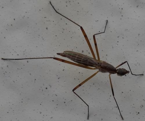Réf. 133 390 : Micropeza sp.