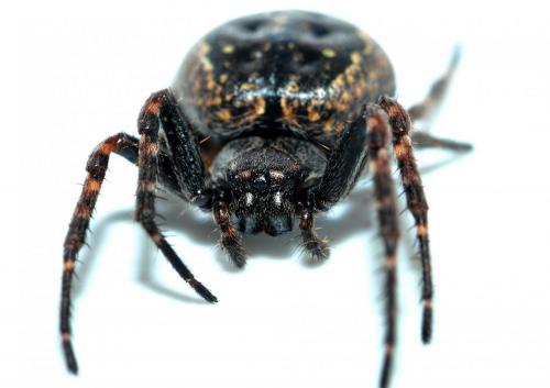 Nuctenea umbratica