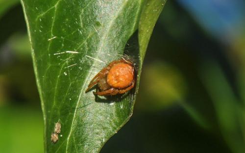 Araniella sp.