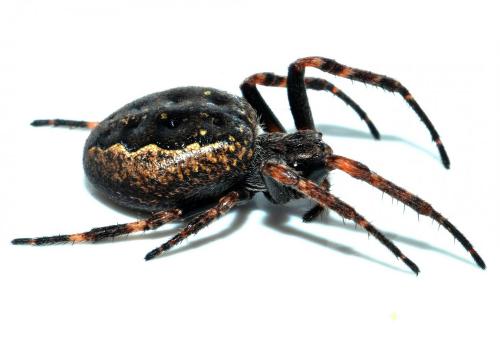 Réf. 133 537 : Nuctenea umbratica