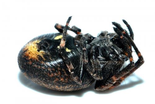 Nuctenea umbratica
