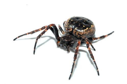 Réf. 133 538 : Nuctenea umbratica