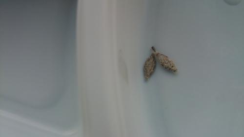 Phereoeca sp.