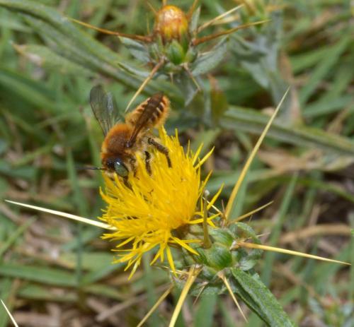Lithurgus chrysurus